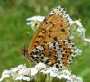 Melitaea didyma